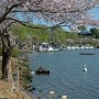 【茨城県・千波湖畔の桜】鳥さん達もたくさんいらっしゃった 