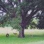 'Two deer and a tire swing' - 2016