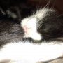 This one shows how it's done... #rest #recovery #catlife #Sjekkie