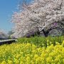 館林市のこいのぼりの里まつり 5000匹を超える鯉のぼりと桜のコラボは一見の価値ありです