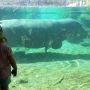   Hippo