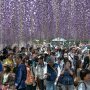 【あしかがフラワーパーク2017】今年咲くのが遅れている大藤棚の藤はようやく6～7分咲きといった所 房の先端まで花が開かずちと残念でした  