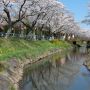 【桜紀行2014】真岡市・行屋川水辺公園の桜 ここでも同じように水面の映り込みを狙うも轟沈...(;´Д｀)