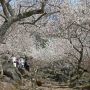【筑波山梅林】梅は桜に比べてまばらに花をつけるので近くで見るとちょっと物足りなさを感じたりするもの... でもこれくらい咲いていてくれると見応え充分ですねー