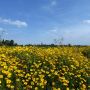 Bloeiende #akkerrand #polder #Noordwelle #natuur