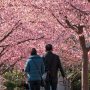 【宇都宮城址公園の河津桜2017】街中の公園だけあってわんわんのお散歩がてらお花見している方が多かった