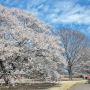 【天平の丘公園】淡墨桜は満開になったばかりなので来週後半くらいまでは見頃が続くと思われます 散り際の淡墨がかった花になるまでまだまだ楽しめますよ～