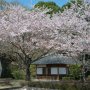 【茨城県・桜山の桜】駐車場近くの桜 