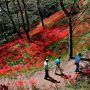 【茂木町・城山公園の彼岸花】遊歩道を山の上から見下ろしてみーる