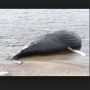 @MuzCab @SlimAlsCabs did you see his posing in the surf pick ...