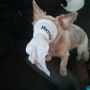 Hond met sok.....