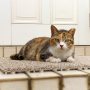 この猫はわたしの好きな人ランキング上位ですよ。