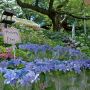 【幸手市権現堂の紫陽花】売店周辺