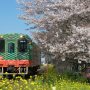 【真岡鐵道沿線の桜】北真岡駅近くの沿線は桜と菜の花が咲き誇ります 満開の時期は逃してしまいましたがまだ割りと花が残ってたｗ 今年はこれで満足しよう
