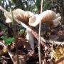 Herfst in Lutterzand