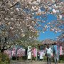 天平の丘公園の桜シーズン第二幕、八重桜満開ｷﾀ━━ヽ(ﾟ∀ﾟ )ﾉ━━!! 