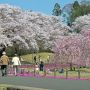 週末久々に晴れたので矢板市の長峰公園に行ってｷﾀ━━ヽ(ﾟ∀ﾟ )ﾉ━━!! もう遅いかとも思ったけど満開だったあああああああ!!!