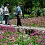【上三依水生植物園】地元紙に取り上げられたこともあって今日はなかなかの人出でした しかしみんな良くこんな辺境の地まで来るもんだなｗ (ﾟ∀ﾟ; ｱｾｱｾ