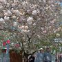 【天平の丘公園の八重桜】モコモコとした八重桜の花はソメイヨシノとはまた違った可愛らしさがありますねぇ 