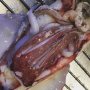 Squid