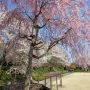 【栃木の桜】上三川城址公園の桜 同町ほぼ唯一のお花見スポットです なかなか綺麗なのでお気に召しましたら(と地元アピール♪)