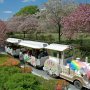 【天平の丘公園の八重桜】園内を周遊する坊っちゃん列車 