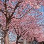 【宇都宮城址公園の河津桜2017】公園東側の歩道に沿った所は8分咲きくらい ジョギングしている方々も気持ち良さそうに走っていました