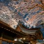 【宇都宮市・二荒山神社の桜】ここには超久々に来た訳ですが桜も綺麗で人もまばらｗ 実に俺好みだｗｗｗ