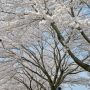 【黒磯公園】土手に植えられた桜もいい感じです♪