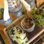 多肉植物ってスゴイなぁぁ。この子たち外に置いてたんやけど、全然育たないから可哀想になって家ん中に入れたら二週間ぐらいで青々としてモッチリしてきた。
