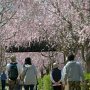 【常陸 風土記の丘】枝垂れ桜のトンネルは本当に見事 