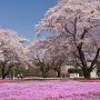 ザ・トレジャーガーデン館林は桜と芝桜の競演がハイライト