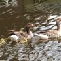 Lief