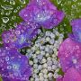 雨上がりのキセキ