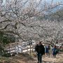 【筑波山梅林2017】麓の方は霞がかっていて遠くの方は全く見えなかったという... 春らしい天気ではあるけどちと残念だったなぁ 