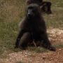 We had some very excited spectators today... #franshoekpas #southafrica #monkeybuisiness