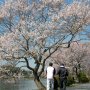 【茨城県・千波湖畔の桜】お散歩やらランニングしている人、たくさんいたなー 