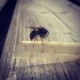I'm feeding this wasp some meat. He returns every 5 minutes.