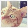 Relaxed cat...