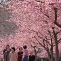 【宇都宮城址公園の河津桜2017】桜並木みたいになってる所は望遠で撮った方が密集した感じが出て(・∀・)ｲｲﾈ!! 
