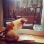 Meneertje leest een boek #smartcat #rain