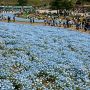【ひたち海浜公園】お天気にも恵まれてお客さんもいっぱい