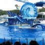   En gave dolfijnenshow. #seaworld