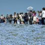 【ひたち海浜公園2017】この日は雲のない快晴 眼前に広がる真っ青な世界 素晴らしい！ 