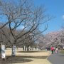 【天平の丘公園】まずは新たに整備された尼寺跡園地を通って淡墨桜が植えられたエリアを目指します 新たに植えられた桜はまだ花を付けていないようだ 