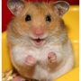 @astridislief Maar het komt ook echt goed! Om je op te vrolijken is hier een lachende hamster:
