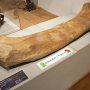 【那須野が原博物館 大恐竜展Ⅱ】お触りOKなサルタサウルスの骨 
