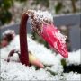 Klein maar dapper #sneeuw #snow #neige #nieve