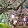 【城之内公園】今年はしばらく晴れそうもないので夜桜撮影に注力しようそうしよう(震え声)