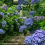 紫陽花ロード
